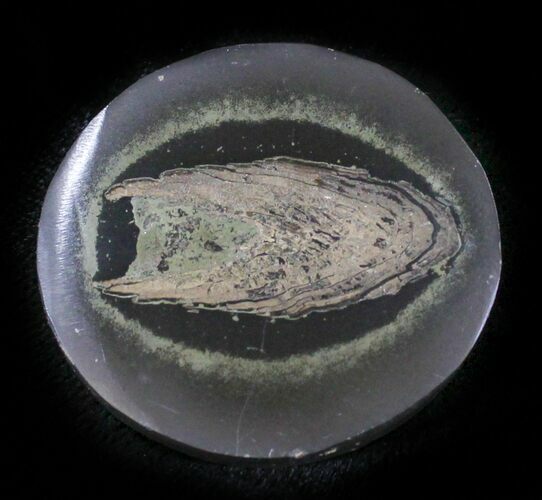 Polished Fish Coprolite (Fossil Poo) - Scotland #24541